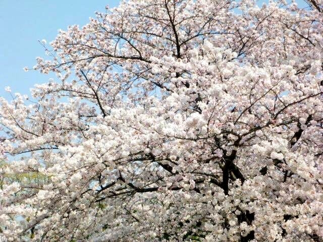 japan sakura