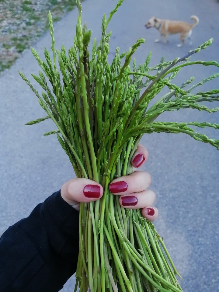 Tender sprouts