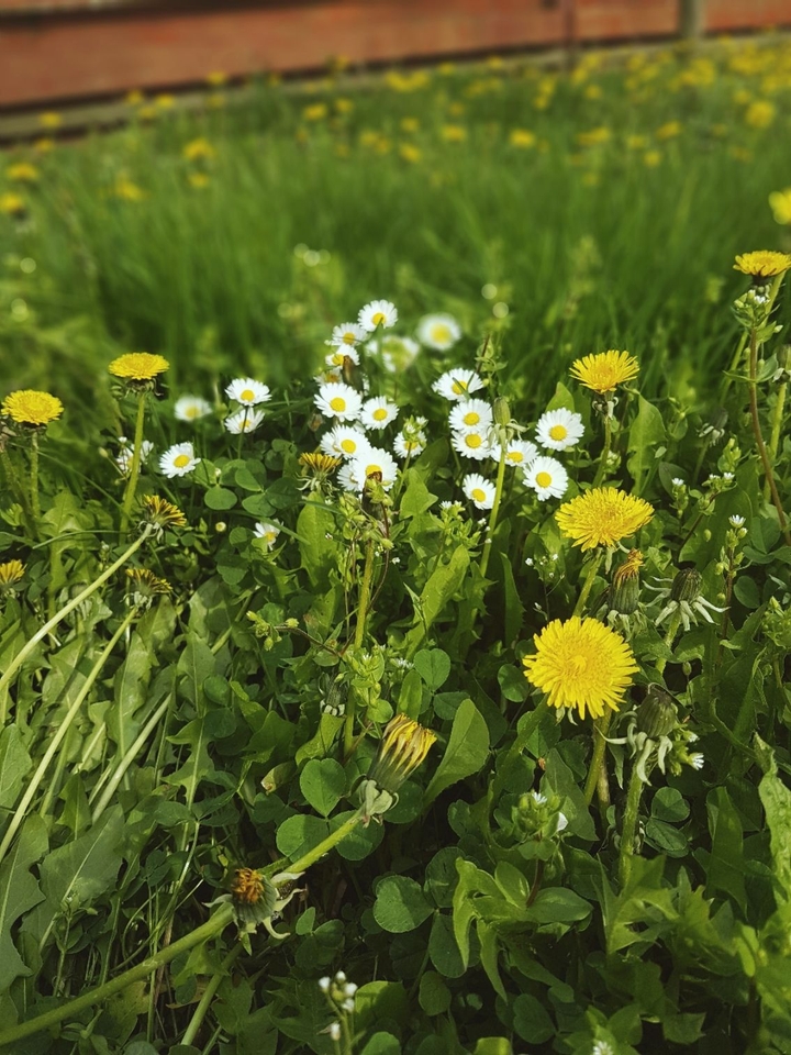 Spring