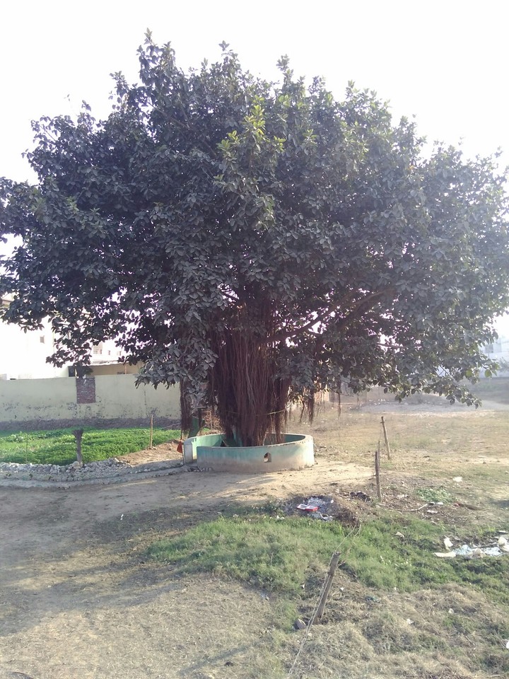 Tree