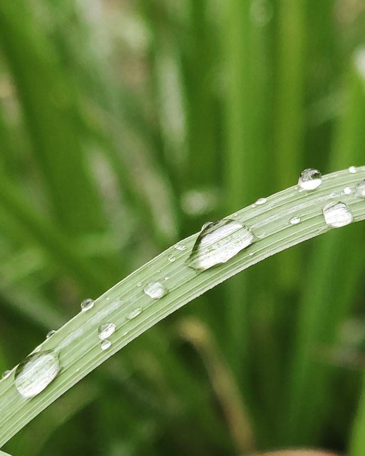 Raindrops