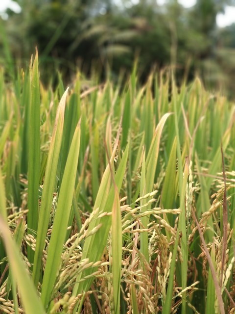 nature