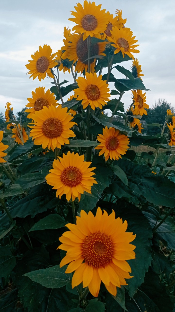 Ukrainian flowers