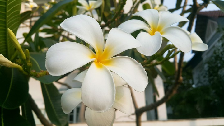 Flower