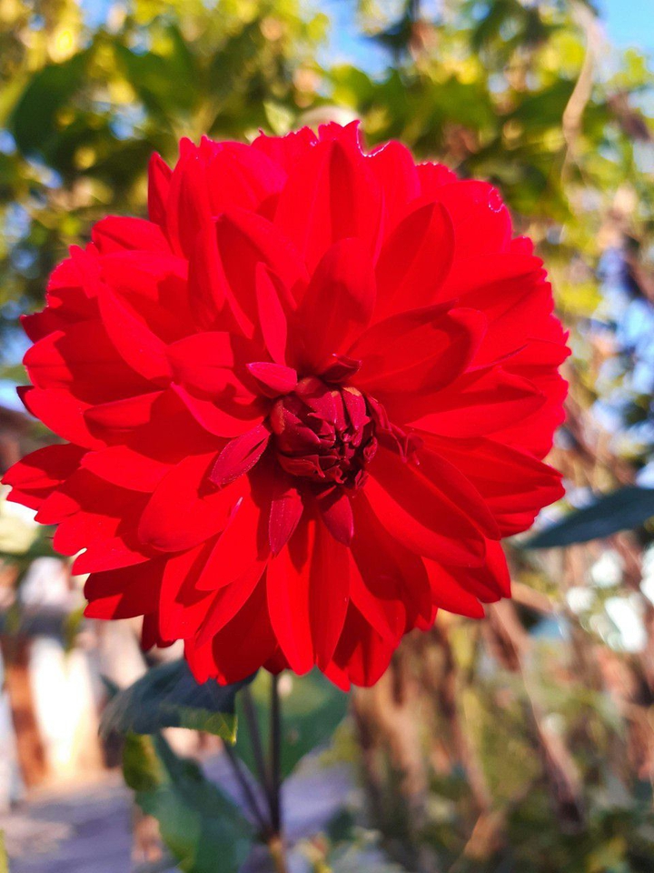 pétalos rojos