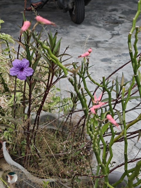 Herb, Menispermaceae, Geraniums