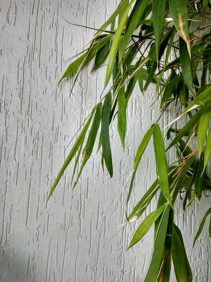 bamboo plant