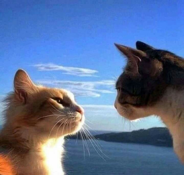 you are my meow meow ❤