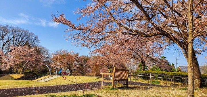 cherryblossoms
