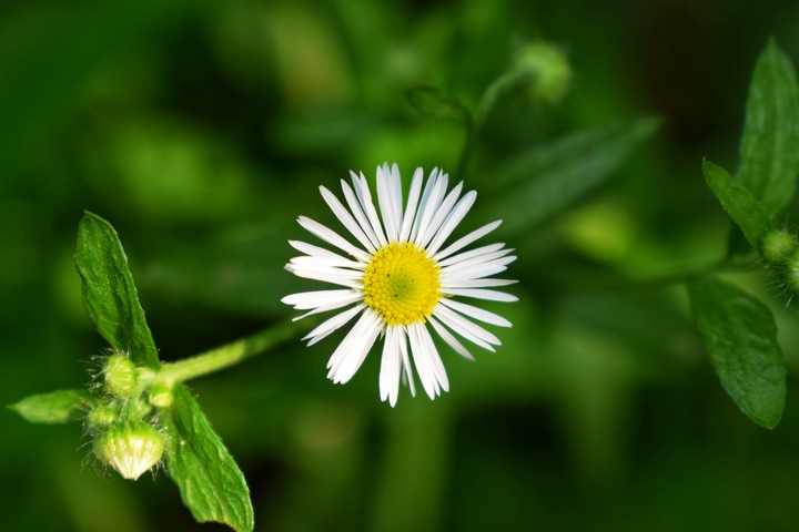 #flower