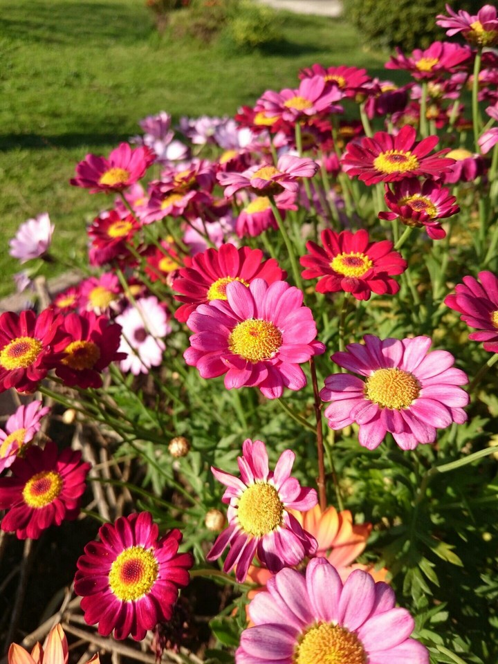 Daisies