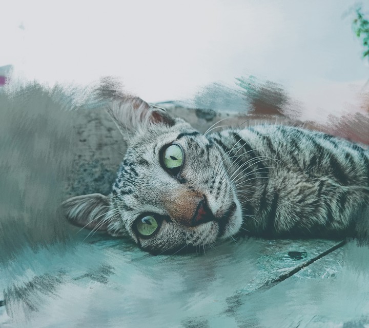cute cat