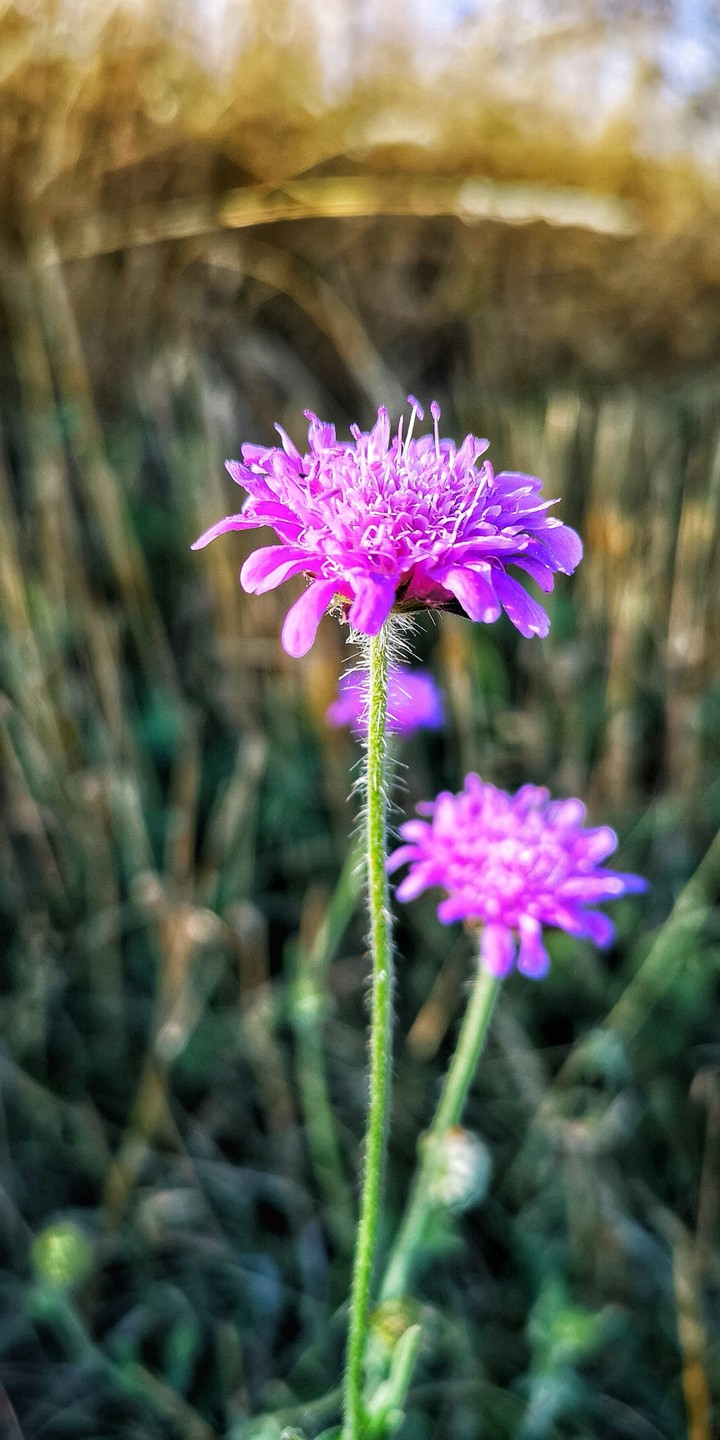 purple flower party