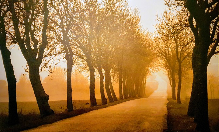 trees