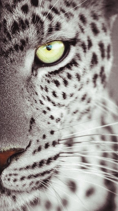 snow leopard