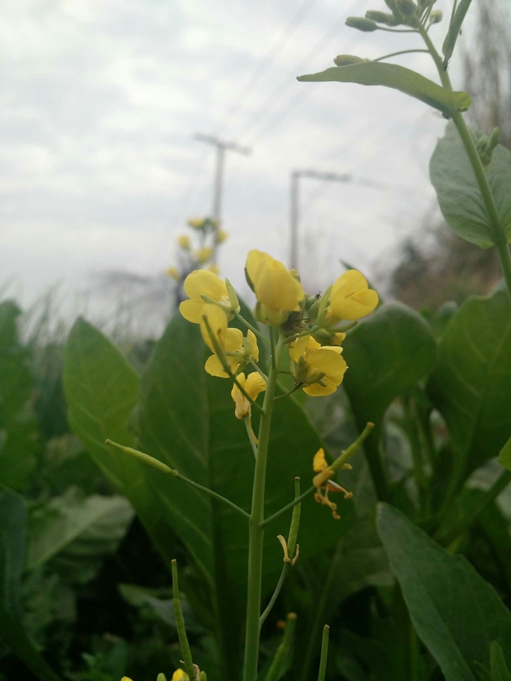 flowers
