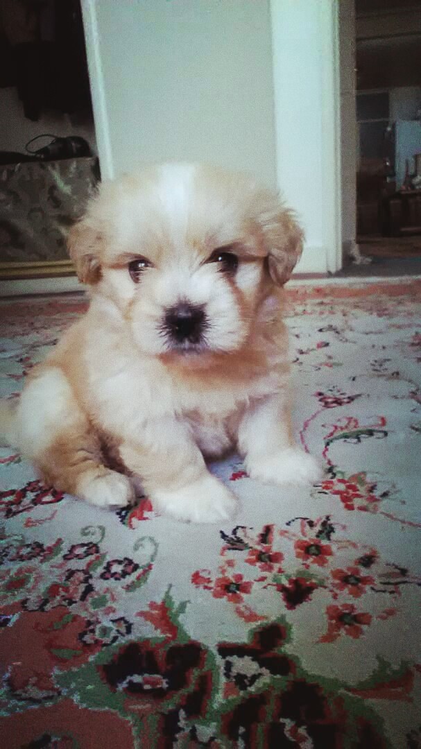nice coco