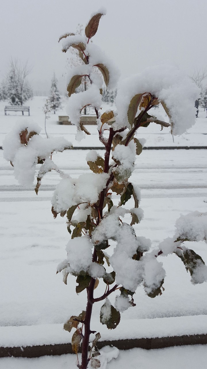 Winter