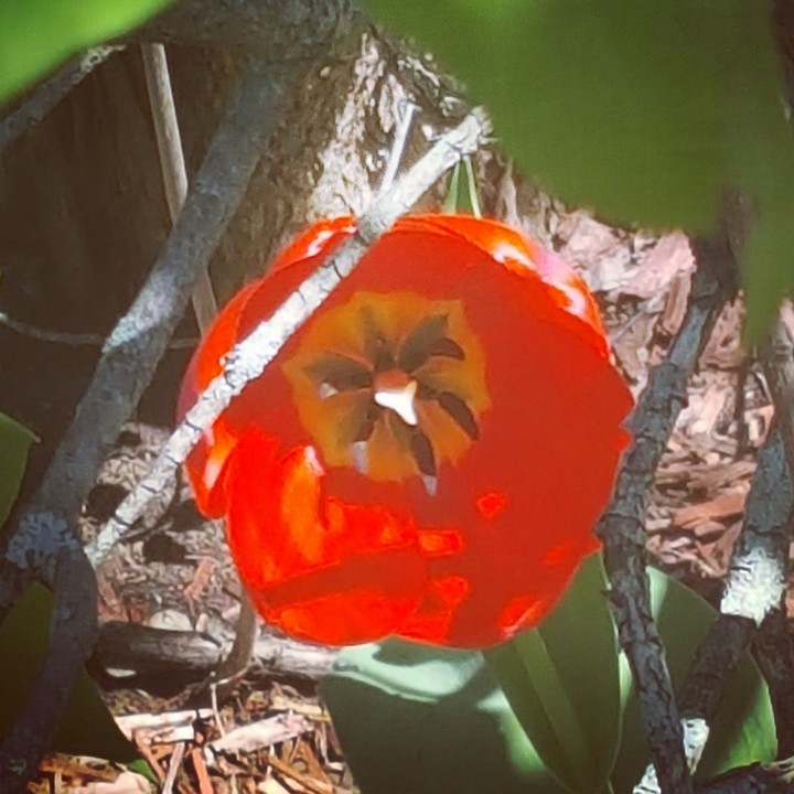 First Lips