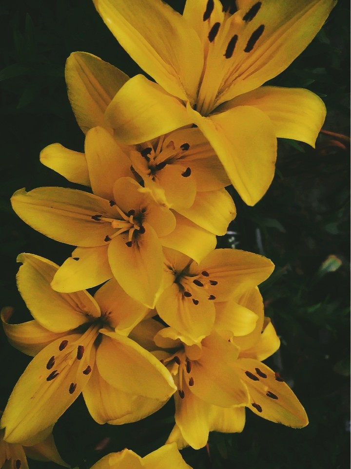Lilium