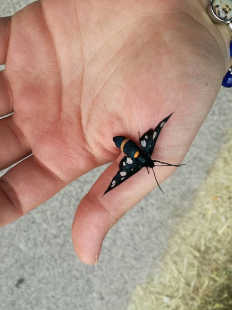 butterfly