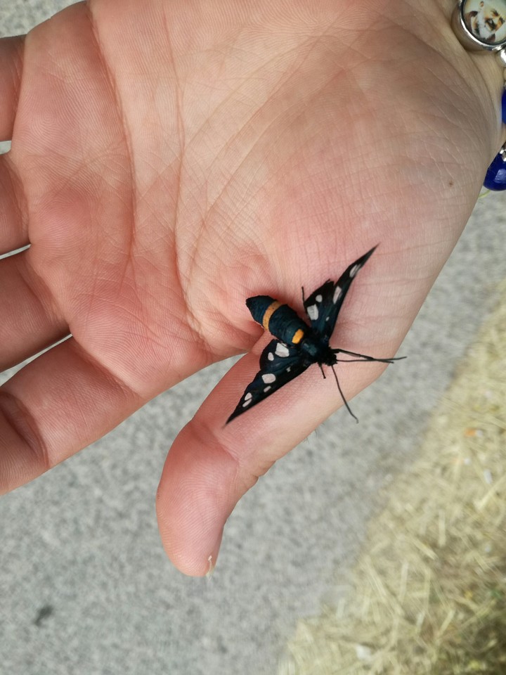 butterfly