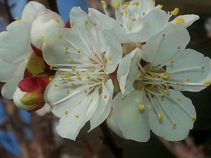Peach blossom