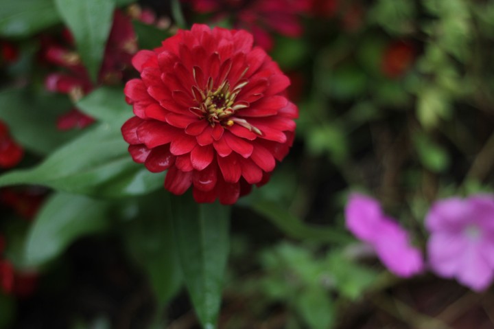 flower
