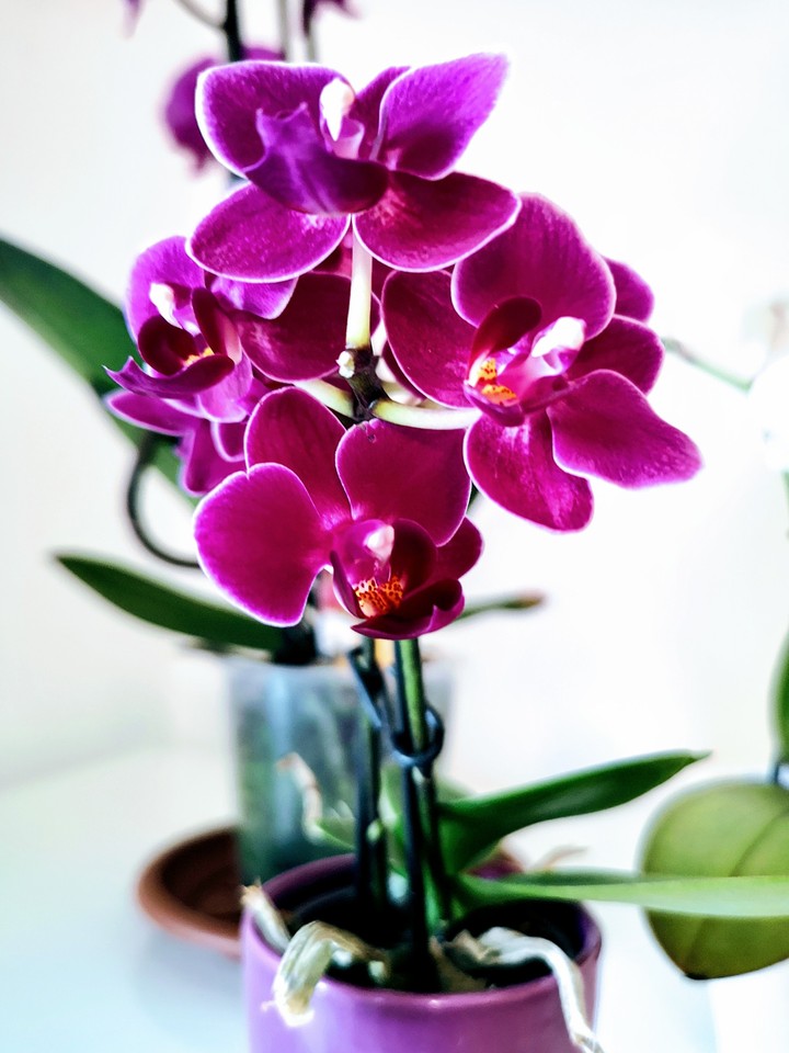 orchid