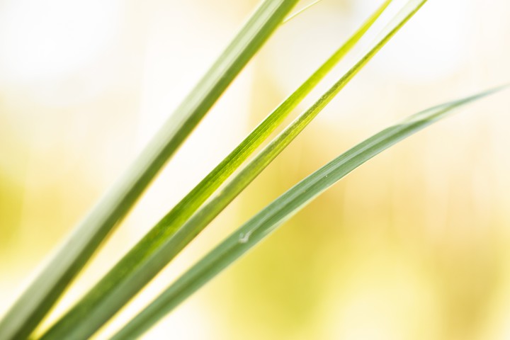 grass