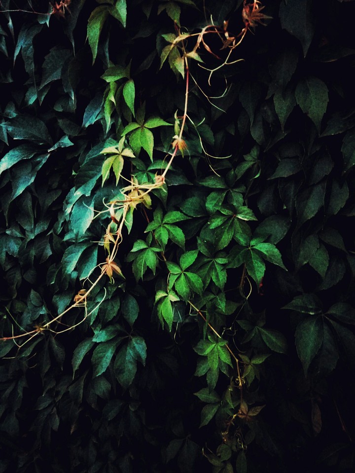 green wall