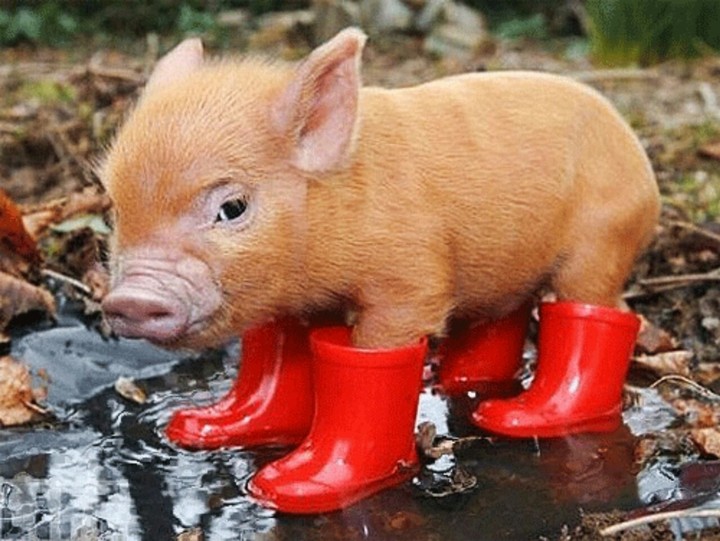 piggy