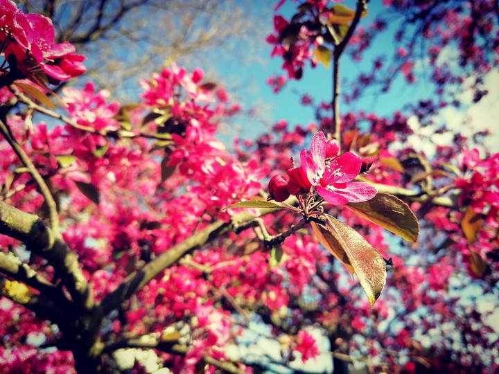 Spring Beauty