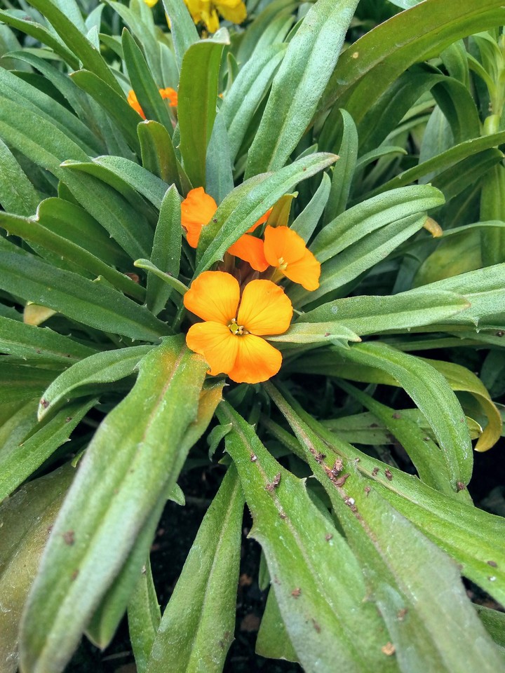 GardenShots