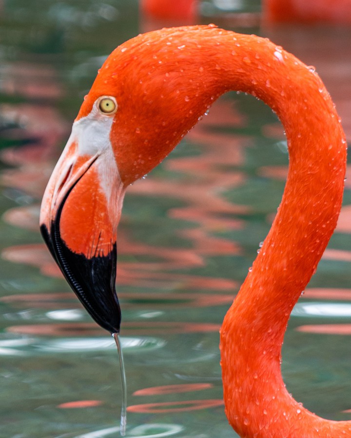 the flamingo
