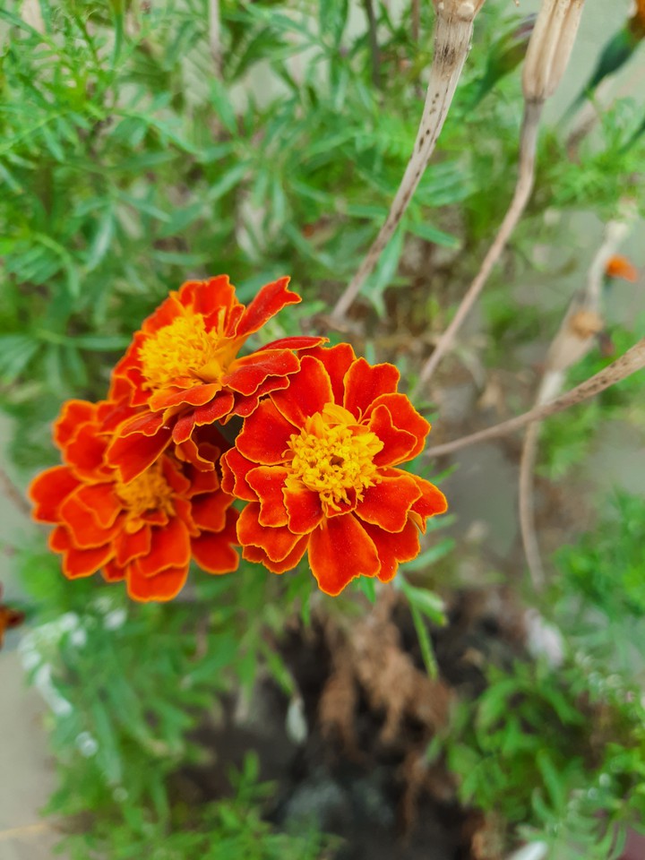 flower