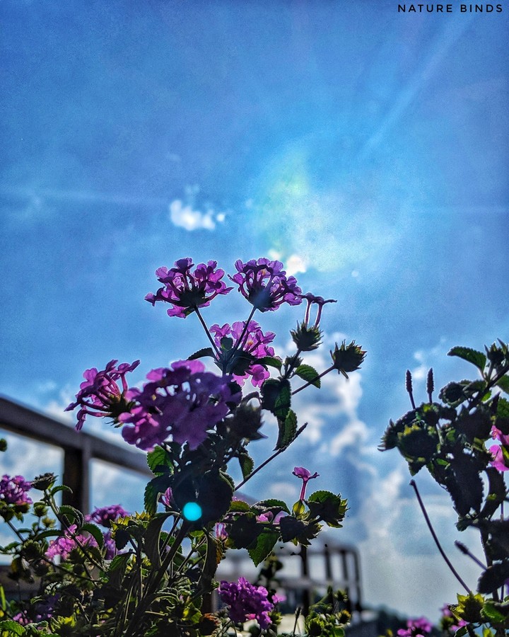 flowers