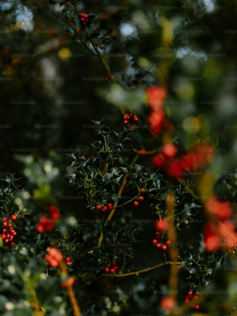 tapety holly, berry