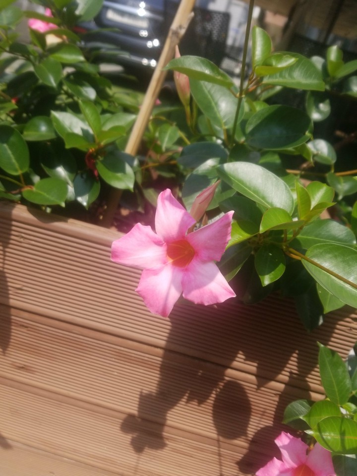 flower꽃