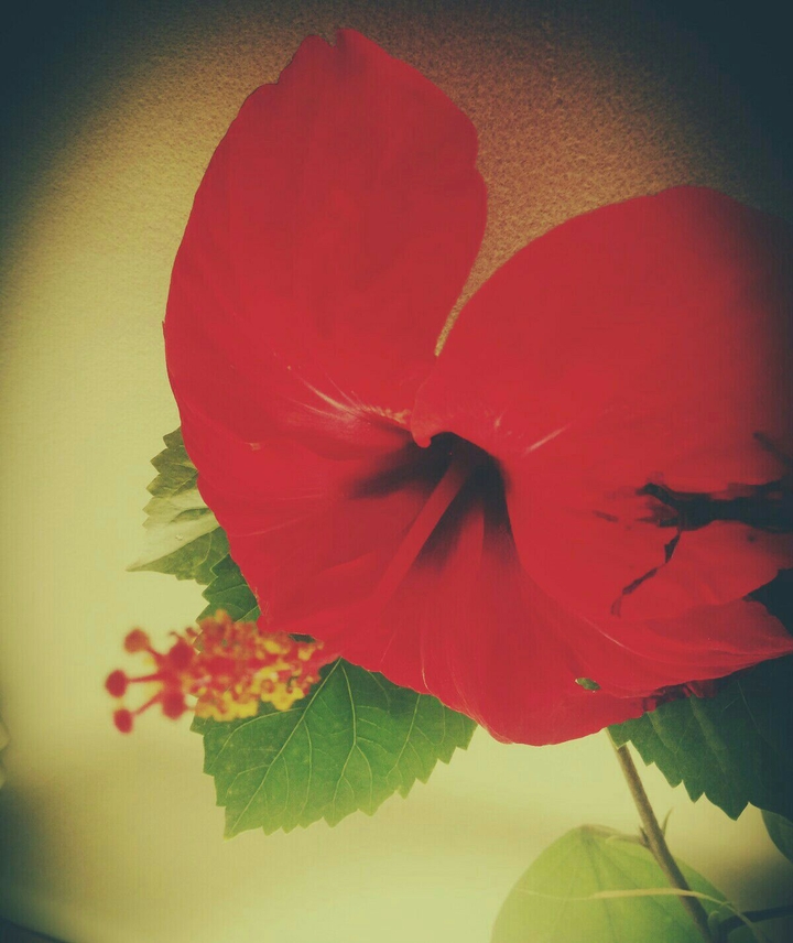 red flower..... in Arabic it's called Bride earrings