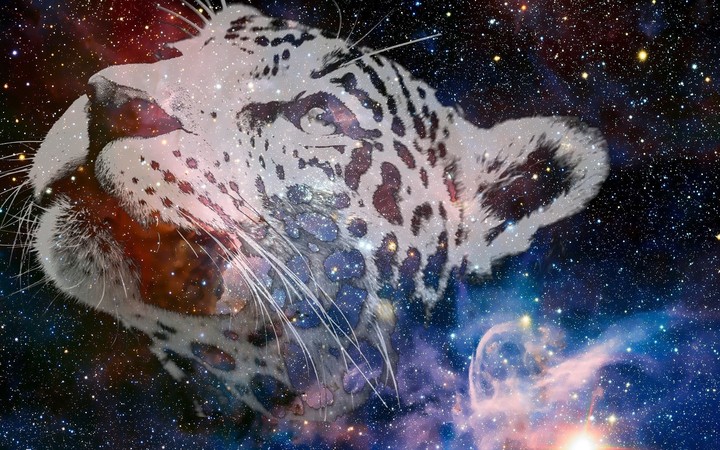Leopard thought galaxy