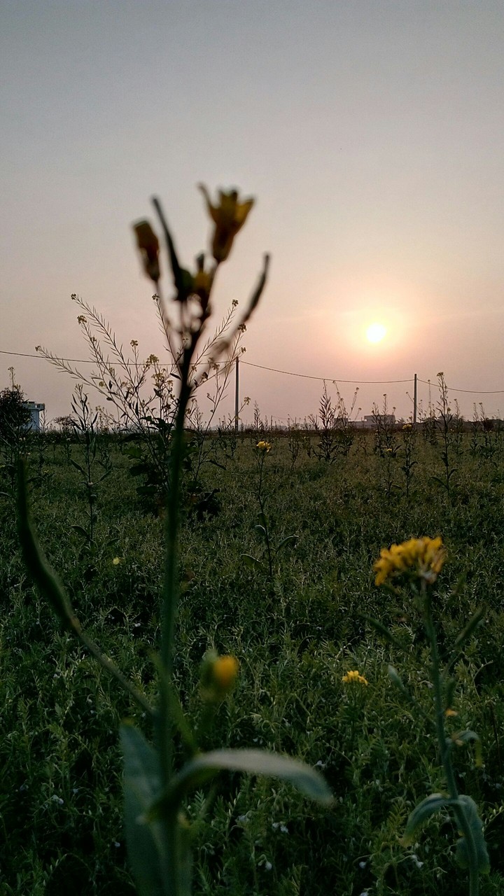 Sunset from mustards field