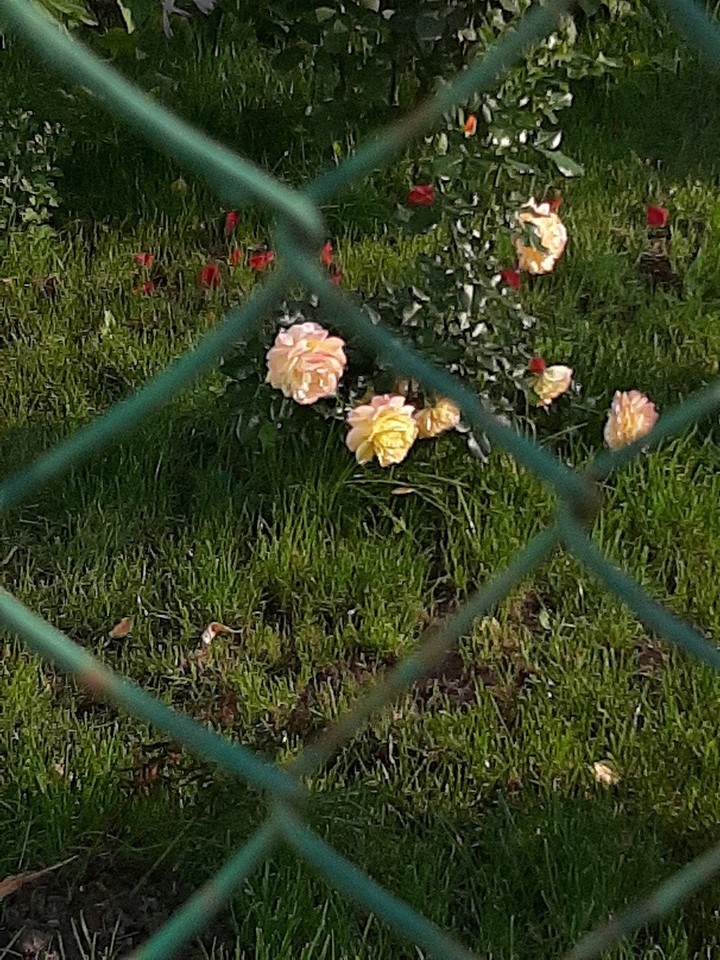 roses