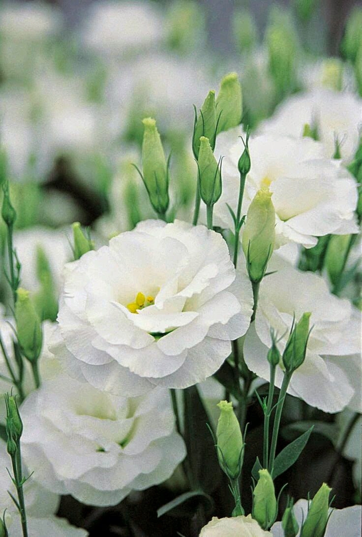 white flower