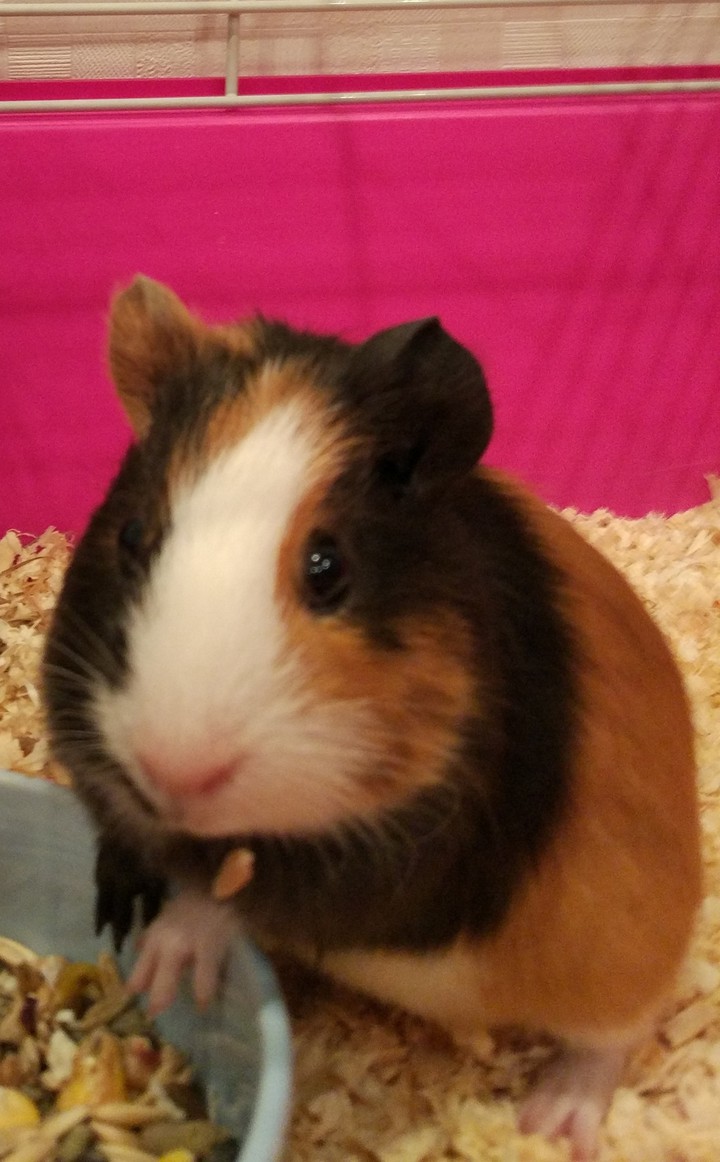Guinea pig❤️