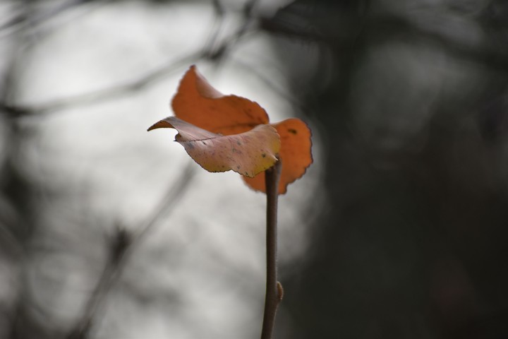 Lonely Leaves