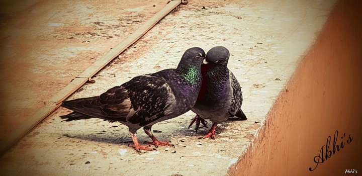 Love Birds
