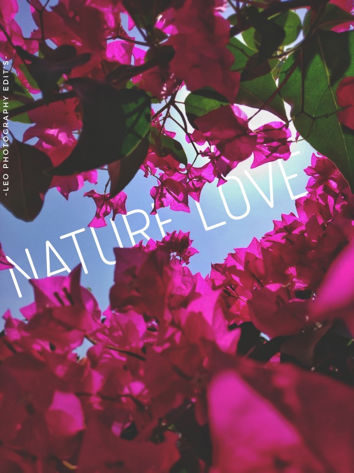 NATURE LOVE