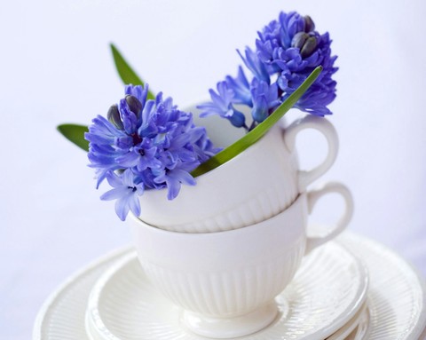 Blue Rose