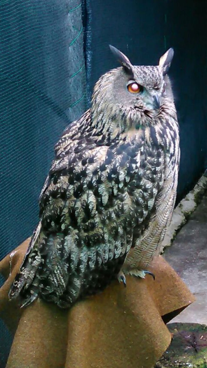hawk